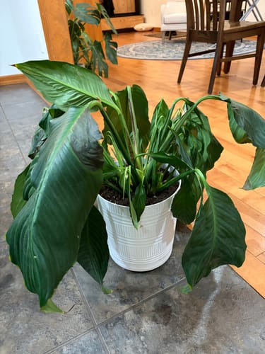 Customer's wilted peace lily with drooping green leaves in a pot before using the Plant Food.