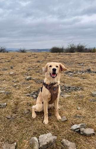 Customer's golden retriever puppy wearing the brown Oxford Tweed Dog Harness while sitting in a field.