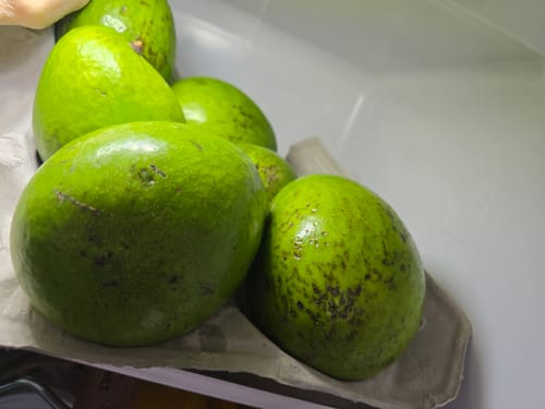 Rezensent zeigt mehrere große, grüne Butter-Avocados 'Choquette' in einer Pappschale.