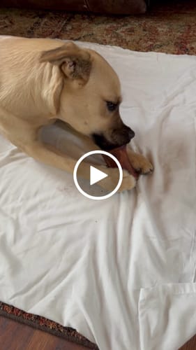 Customer video review of Gift Bundle: 2 Large Yak Chews and a 6" Hickory Smoked Bully Stick