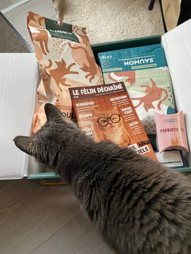 Le chat d'un client regarde une boîte ouverte contenant des croquettes au poulet et au saumon.