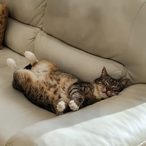 Le chat d'un client, l'air heureux, dort paisiblement sur le dos sur un canapé.