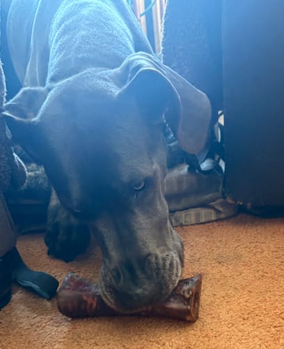 Reviewer's Great Dane chewing on a Smoked Beef Marrow Bone on the floor.