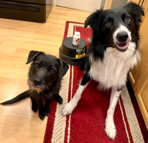 Customer photo review of 1-TDC Oral Health + Mobility Support for Cats & Dogs 4 Bottles (480 soft gels)