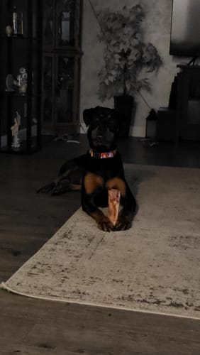 A customer's Rottweiler pauses from chewing its Smoked Beef Marrow Bone while lying on a rug in a dim room.