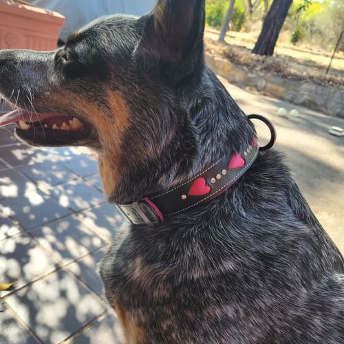 Customer photo review of Hand Made Leather Dog Collar - Queen of Hearts (Regular Fit)