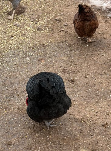 Reviewer's healthy black chicken eating feed mixed with Daily Deworm + Gut Support on the ground.