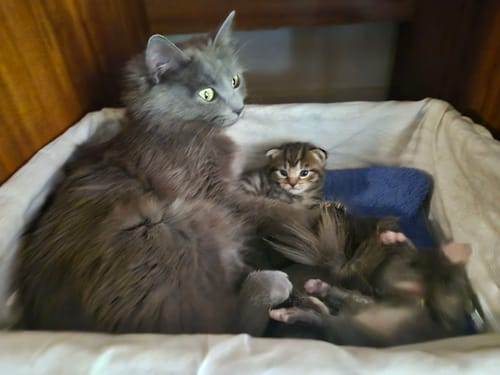 Customer photo review of 3 Month Supply - 2 Cats