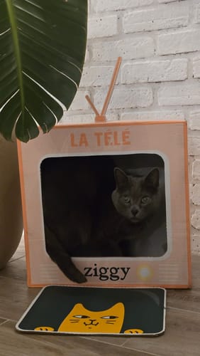 Avis d'un client montrant son chat gris se reposant à l'intérieur du carton de livraison en forme de télévision.