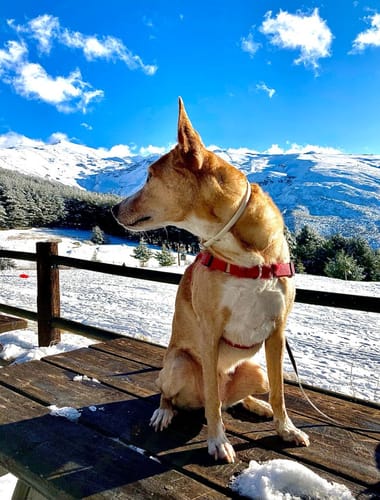 Customer photo review of Paté Supreme Free Salmón