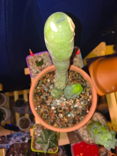 Customer photo review of Trichocereus Bridgesii Monstrose | Short Form | Type B | Penis Cactus