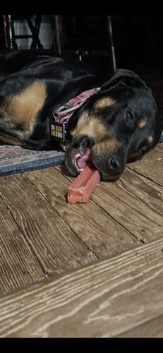 Customer's large black and tan dog lying on a wood floor chewing a Himalayan Yak Chew.