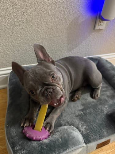 Customer's grey French bulldog puppy happily chewing a yellow Long-Lasting Yak Chew in its bed.