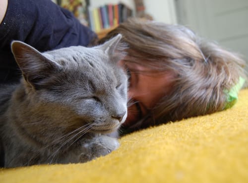 Customer photo review of 1x Blisso Advanced Cat Probiotic