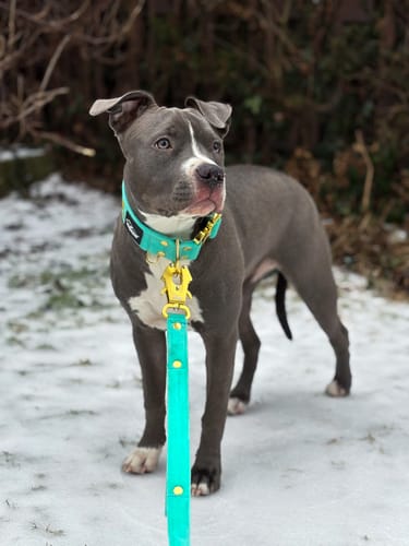 Customer photo review of Smycz dla psa z imieniem - Personal Leash