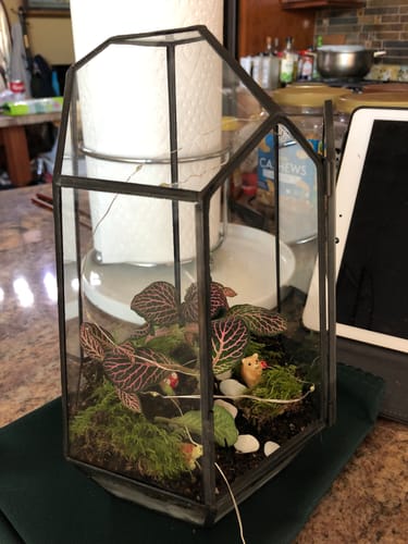 Customer photo review of Wardian Case Large Terrarium Kit