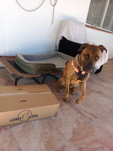 Customer photo review of Grain Free Giant Puppy