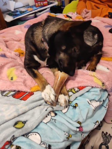 A customer's dog lying on a patterned blanket, holding a Smoked Beef Marrow Bone between its paws and chewing on it.