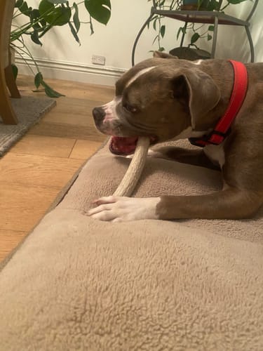 Reviewer's brown and white dog lying on a soft bed while chewing a long antler bone.