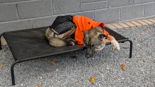 Customer photo review of HiK9 Bed with Black Mesh Cover