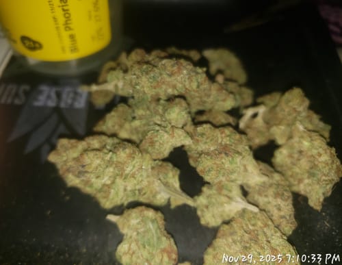 Customer photo review of Blue Phoria