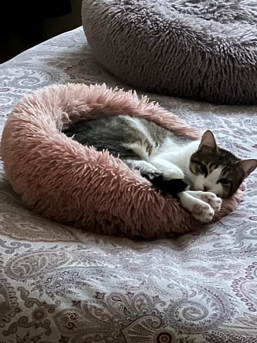 Customer photo review of Diffusore Calmante per Gatti
