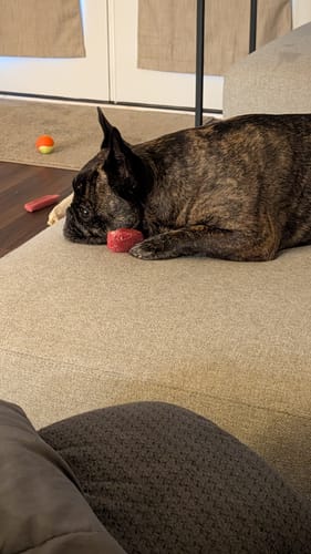 Customer's brindle French Bulldog resting on a couch with a red Strawberry Yak Chew.