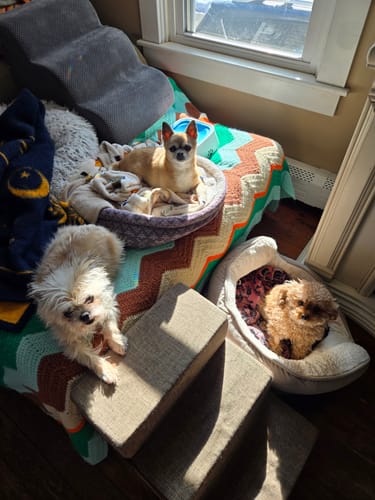 Customer photo review of Calming Tablets for Stressed and Aggressive Dogs - Reduce Dog Aggression and Frustration & Promote Relaxation - All-Natural, Homeopathic Remedy - 300 Tablets