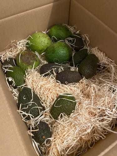Kunde zeigt die geöffnete Retterbox mit vielen grünen und dunklen Avocados auf Holzwolle.