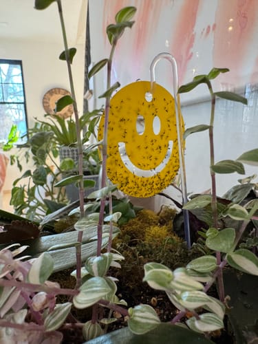 Customer's sticky trap covered in fungus gnats, showing the pest problem the product solves.