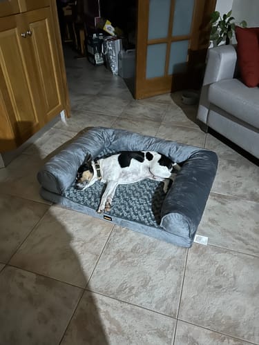 Reviewer's dog stretched out and sleeping comfortably in the grey Pet Sofa Bed on a tiled floor.