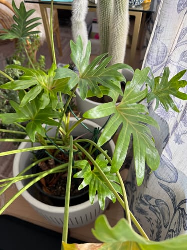 Reviewer's lush green houseplant in a white pot, showing healthy new growth after using Soil Refresh.