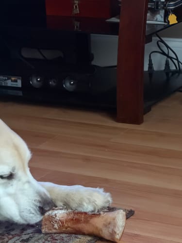 Partial view of a customer's Golden Retriever holding a large Smoked Beef Marrow Bone between its paws.