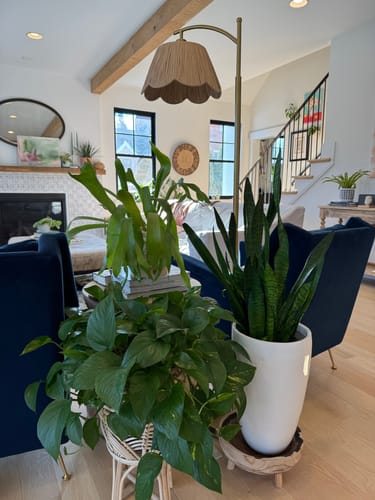 Customer's collection of lush houseplants in a bright living room, showing the results of the Plant Food.