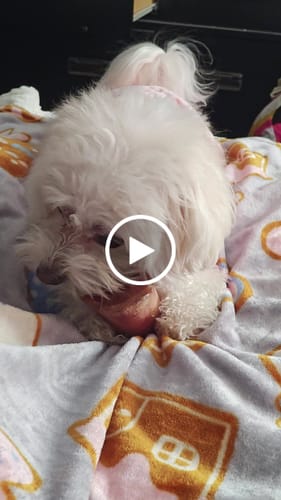 Customer video review of Smoked Beef Marrow Bone