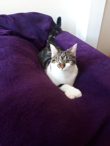 Client : un chat tigré et blanc en bonne santé, confortablement installé sur une couverture violette.