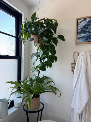Customer's lush and healthy houseplants in a bathroom showing the results of using Hydration Renew.