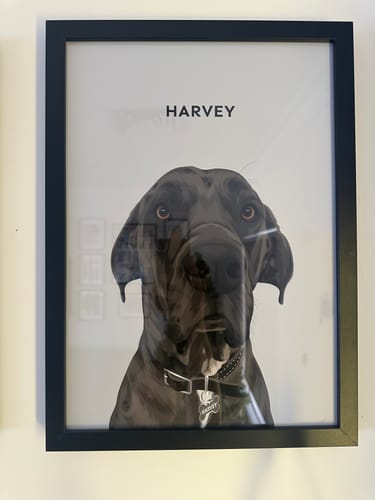 Customer's framed custom pet portrait of their dog, Harvey, featuring a headshot of the dark dog in a black frame.