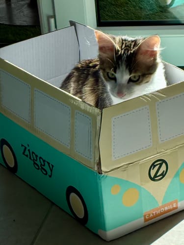 Avis d'un client : son chaton tigré et blanc est assis à l'intérieur de la boîte de livraison Ziggy en forme de van.