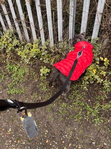 Customer walking their dog in a red coat, using the strong black Snap Hook Clasp Lead.