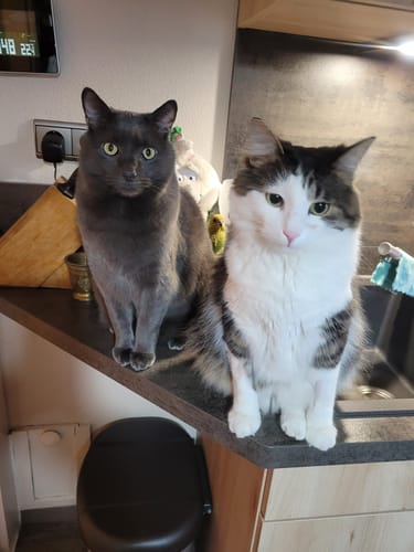 Die beiden ruhigen Katzen des Rezensenten sitzen auf einer Küchentheke.