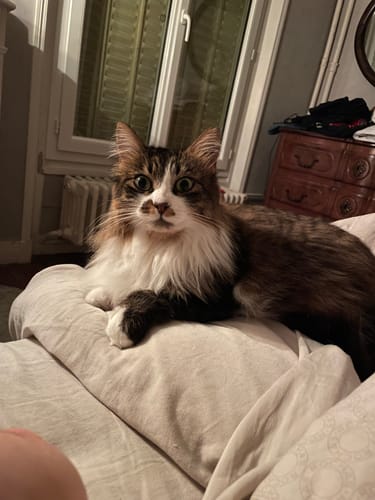 Chat d'un client au poil long et soyeux, montrant les bienfaits de l'Huile Oméga Boost.