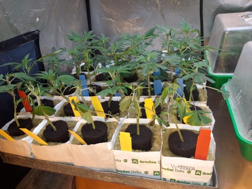 Customer photo review of Hanfstecklinge | Agent Orange