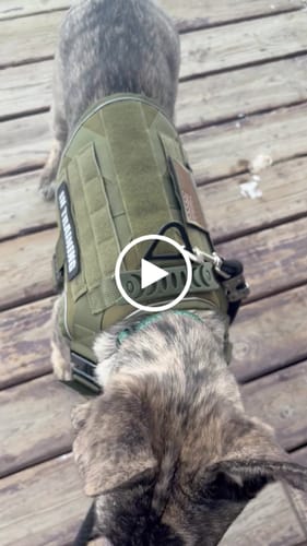 Customer video review of NEW Upgraded Tactical No-Pull Team K9™ Dog Harness with 4 Quick-Release Metal Buckles, Reinforced Front & Back V-Rings, Hook & Loop Panels, Adjustable Straps, Reflective Strips, & Top Handle