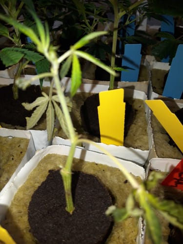 Customer photo review of Hanfstecklinge | Wappa