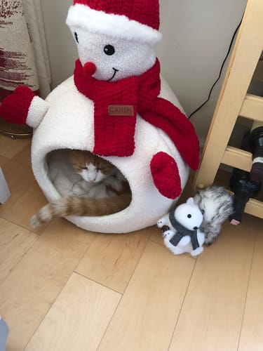 Customer photo review of 2x Blisso Advanced Cat Probiotic | Cat Probiotic for Diarrhea & Kidney Support