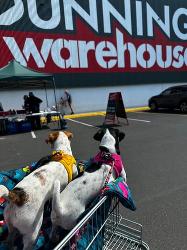 Customer photo review of "BUNNINGS TRIP" MAT