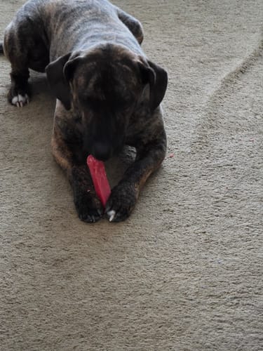 Customer's brindle dog lying on a carpet and holding a pink Strawberry Yak Chew between its paws.