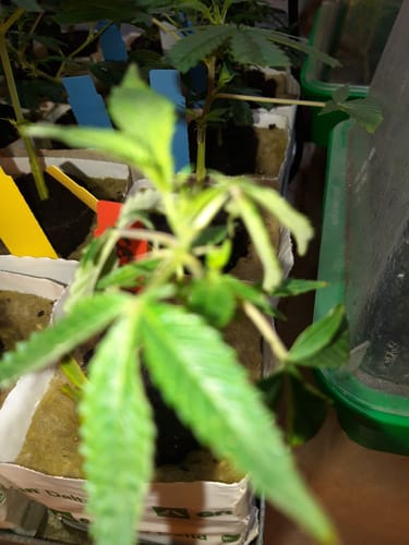 Customer photo review of Hanfsteckling | Ice Cream Cake