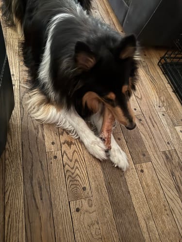 Customer's happy collie lying on a wood floor holding a large bone from the Love Bundle between its paws.